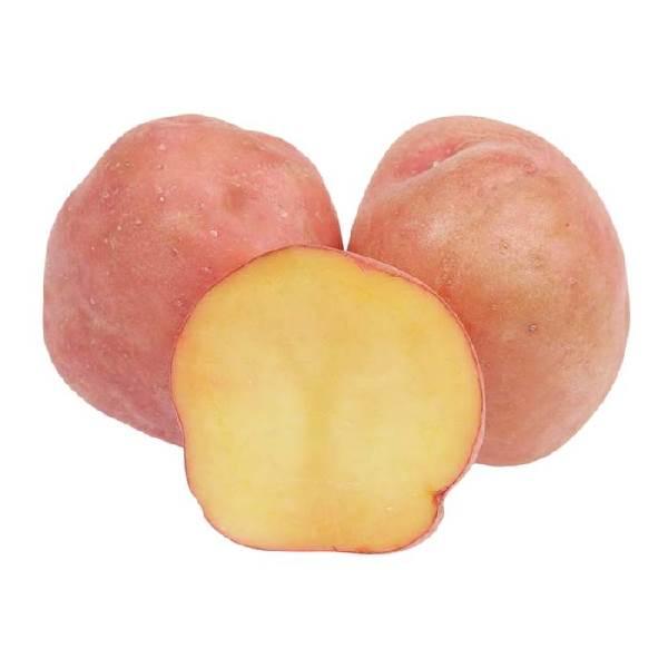 Papa cambray peso aprox. 39 grs 1pz