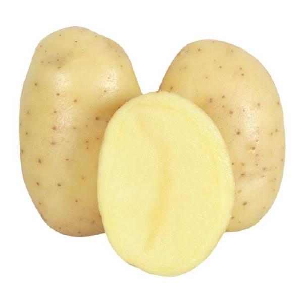 Papa blanca alfa peso aprox. 252 grs 1pz