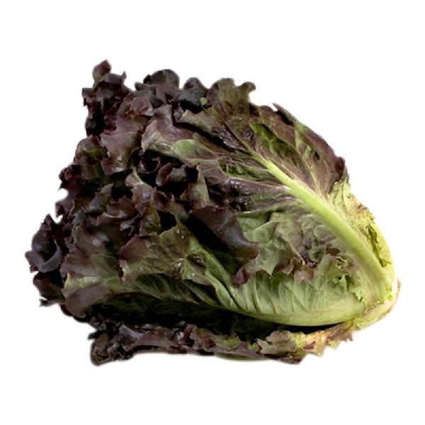 Lechuga morada por pieza